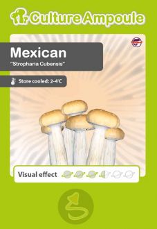 Mexican Culture Ampoule