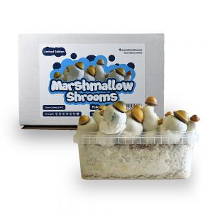 Marshmallow Shrooms Growkit