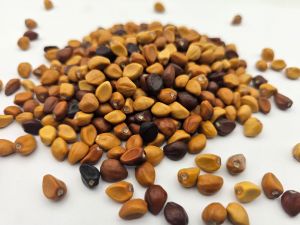 Morning Glory Seeds White 10g