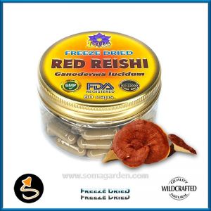 Red Reishi Kapseln