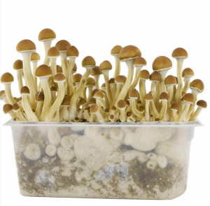 Cambodian Growkit 1200cc