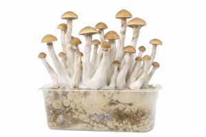 Treasure Coast Growkit 1200cc