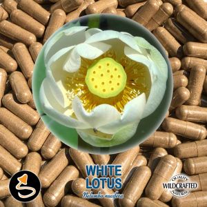 White Lotus Flower 25 Kapseln