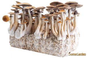 Cubensis Mexican Growbox