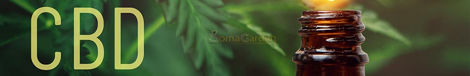 CBD kaufen