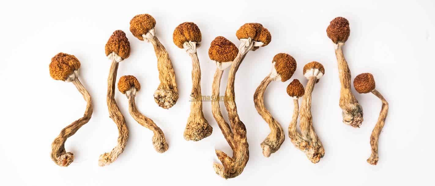 Zauberpilze bestellen
