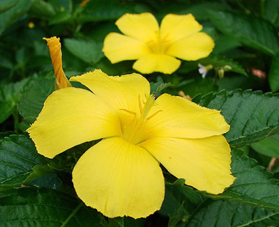 Dragon: Damiana Kraut Grundzutat Dragon: Damiana Kraut Grundzutat