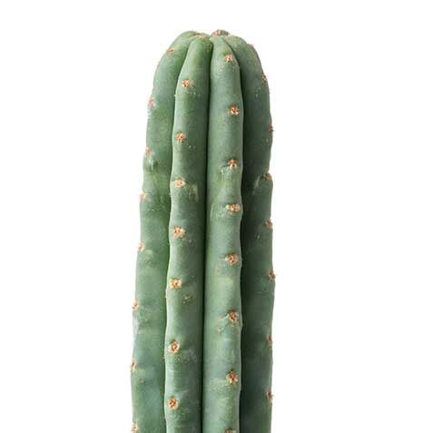 San Pedro Samen jetzt gnstig bestellen bei Somagarden