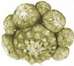 Peyote Samen