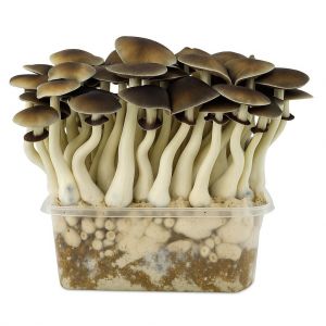 Amazonian Growkit 1200cc