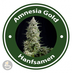 Amnesia Gold Autoflowering