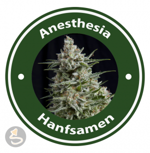 Anesthesia Autoflowering