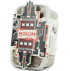 Mokum B+ Magic Mushroom Growkit