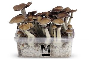 BAN HUA THAI GROWBOX