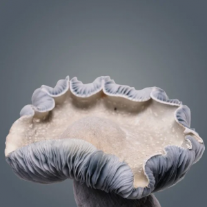 Royal Flush Albino Penis Envy 6 Growkit 