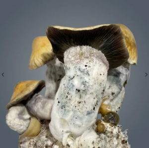 Royal Flush Penis Envy Gigantus Growkit