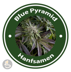 Blue Pyramid Autoflowering