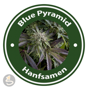 Blue Pyramid Hanfsamen