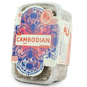 Cambodian Magic Mushrooms Growkit