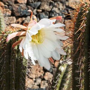 Peruvian Torch (Echinopsis Peruviana) Samen