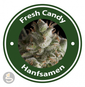 Fresh Candy Autoflowering