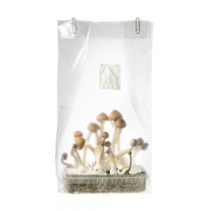 Mushroom Grow Kit Easy