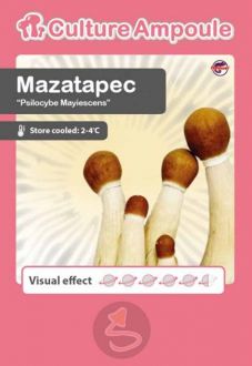 Mazatapec Culture Ampoule