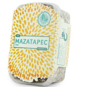 Mazapetec Growbox Magic Mushrooms