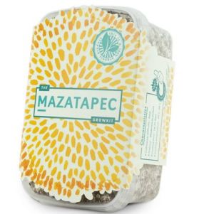 Mazapetec Growbox Magic Mushrooms