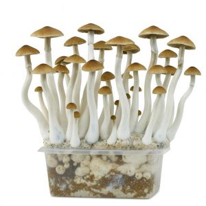 McKennaii Growkit 1200cc