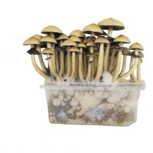 Mexican Growkit 1200cc