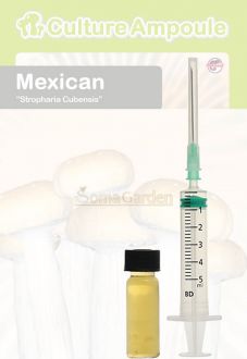 Mexican Culture Ampoule