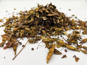 Mimosa Hostilis (jurema) 10 Samen
