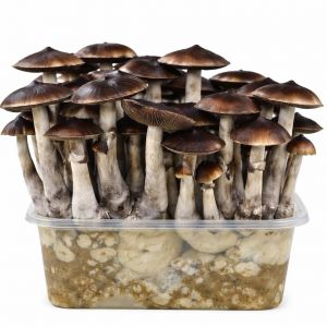 Mokum Growkit 1200cc