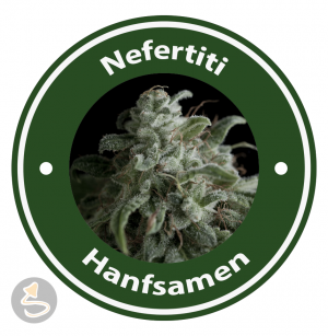 Nefertiti Autoflowering