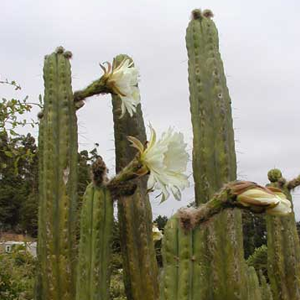 ECHINOPSIS PERUVIANA