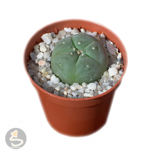 Peyote  (Lophophora williamsii)