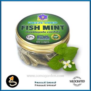 Fish Mint (Houttuynia cordata) Kapseln