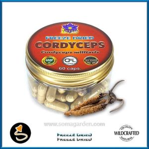 Cordyceps (Cordyceps militaris) Kapseln