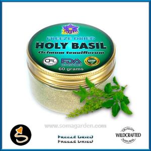Holy Basil (Ocinum tenuiflorum) Powder