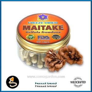 Maitake (Grifola frondosa) Kapseln