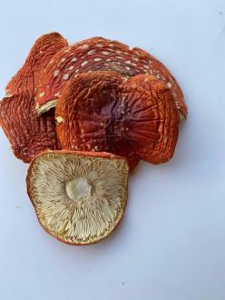 Amanita Regalis Fliegenpilz Pilzkappen 10g