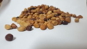 Morning Glory Seeds White 10g
