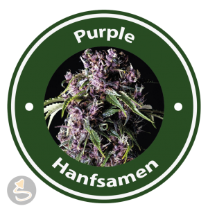 Purple Hanfsamen