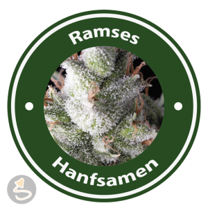 Ramses Autoflowering