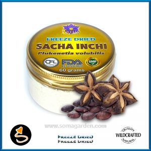 Sacha Inchi (Plukenetia volubilis) Pulver