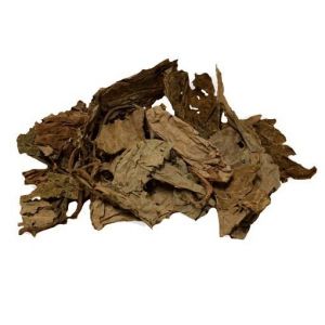 Salvia Divinorum