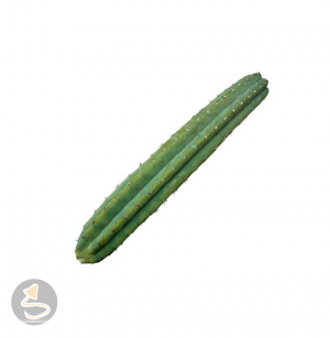 San Pedro (Trichocereus pachanoi) 20-25 cm stück