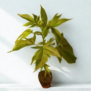 Chronic Hanfsteckling