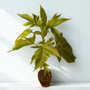 Super Orange Glue Hanfsteckling